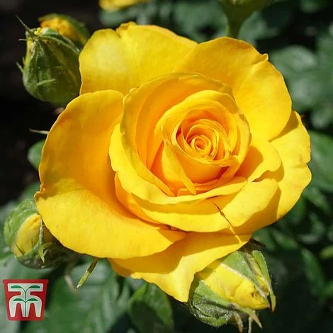 Rose 'Breeder's Choice Gold' (Hybrid Tea Rose) 1 Rose 'Breeder's Choice Gold' (Hybrid Tea Rose)