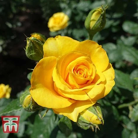 Rose 'Breeder's Choice Gold' (Hybrid Tea Rose) 2 Rose 'Breeder's Choice Gold' (Hybrid Tea Rose) - Image 2