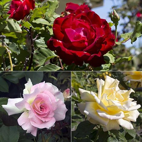 Rose 'Breeder's Choice Collection' (Hybrid Tea Rose) 1 Rose 'Breeder's Choice Collection' (Hybrid Tea Rose)