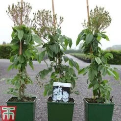 Rose 'Bobbie James' (Rambling Rose) 5 Rose 'Bobbie James' (Rambling Rose) -Greenworld Zone ROSE TKA3470 A