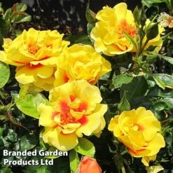 Rose 'Peter's Persica' (Climbing Patio) -Greenworld Zone ROSE PETERSPER H50317