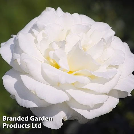 Rose 'Standard White' 1 Rose 'Standard White'