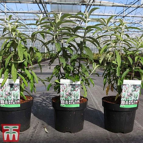 Rostrinucula Dependens 'Happy Cascade' 2 Rostrinucula Dependens 'Happy Cascade' - Image 2