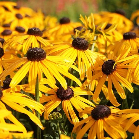 Rudbeckia Fulgida 'Early Bird Gold' 1 Rudbeckia Fulgida 'Early Bird Gold'