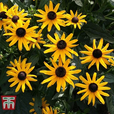 Rudbeckia Fulgida 'Early Bird Gold' 2 Rudbeckia Fulgida 'Early Bird Gold' - Image 2