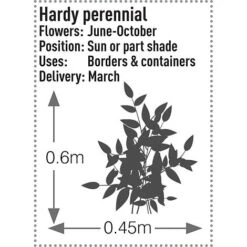 Rudbeckia Fulgida 'Early Bird Gold' 5 Rudbeckia Fulgida 'Early Bird Gold' -Greenworld Zone RUDB T57550 B h