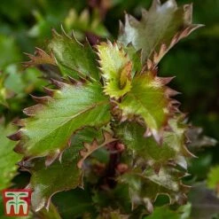 Ilex 'Little Rascal' -Greenworld Zone Rascal