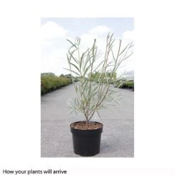Salix Exigua -Greenworld Zone SALI T66445 A h