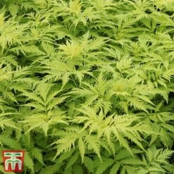Sambucus Racemosa 'Sutherland Gold' -Greenworld Zone SAMB T58160 B