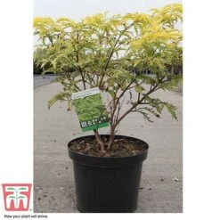 Sambucus Racemosa 'Sutherland Gold' -Greenworld Zone SAMB T58160 C