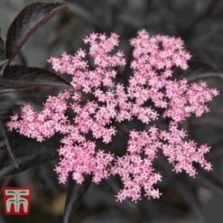 Sambucus Nigra F. Porphyrophylla 'Black Beauty' 15 Sambucus Nigra F. Porphyrophylla 'Black Beauty' -Greenworld Zone SAMB T62079 A