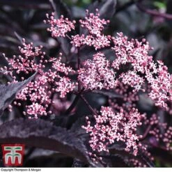 Sambucus Nigra F. Porphyrophylla 'Black Beauty' 12 Sambucus Nigra F. Porphyrophylla 'Black Beauty' -Greenworld Zone SAMB T62079 E