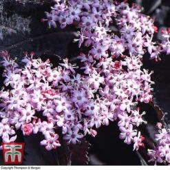 Sambucus Nigra F. Porphyrophylla 'Black Beauty' 10 Sambucus Nigra F. Porphyrophylla 'Black Beauty' -Greenworld Zone SAMB T62079 F