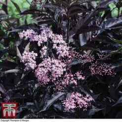 Sambucus Nigra F. Porphyrophylla 'Black Beauty' 11 Sambucus Nigra F. Porphyrophylla 'Black Beauty' -Greenworld Zone SAMB T62079 G