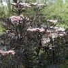 Sambucus Nigra F. Porphyrophylla 'Eva'
