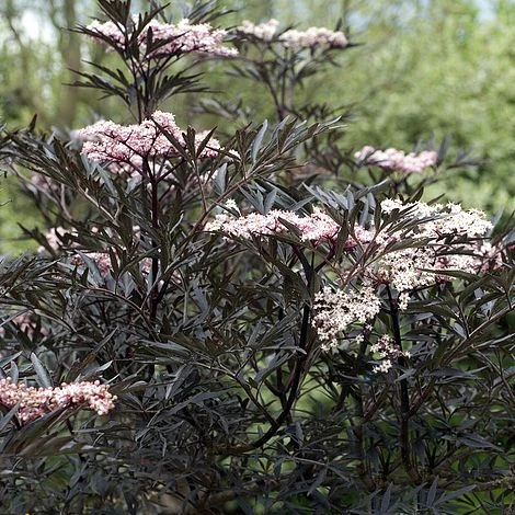 Sambucus Nigra F. Porphyrophylla 'Eva' 1 Sambucus Nigra F. Porphyrophylla 'Eva'