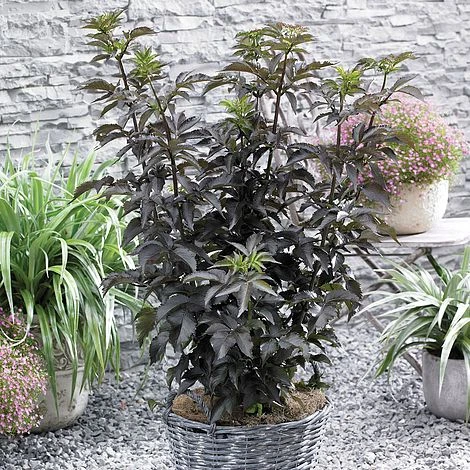 Sambucus Nigra F. Porphyrophylla 'Black Tower' 1 Sambucus Nigra F. Porphyrophylla 'Black Tower'