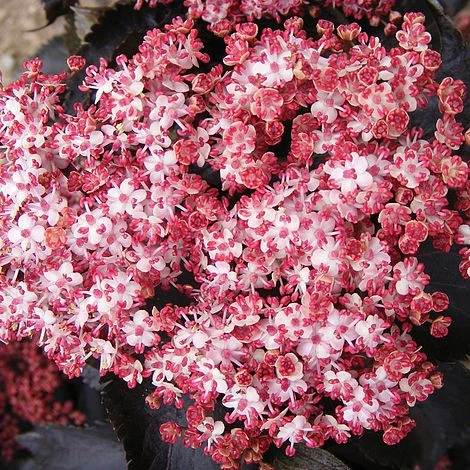 Sambucus Nigra F. Porphyrophylla 'Black Tower' 2 Sambucus Nigra F. Porphyrophylla 'Black Tower' - Image 2