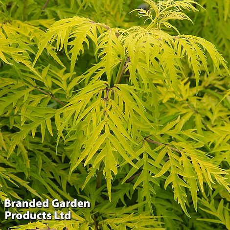 Sambucus Racemosa 'Lemony Lace' 1 Sambucus Racemosa 'Lemony Lace'
