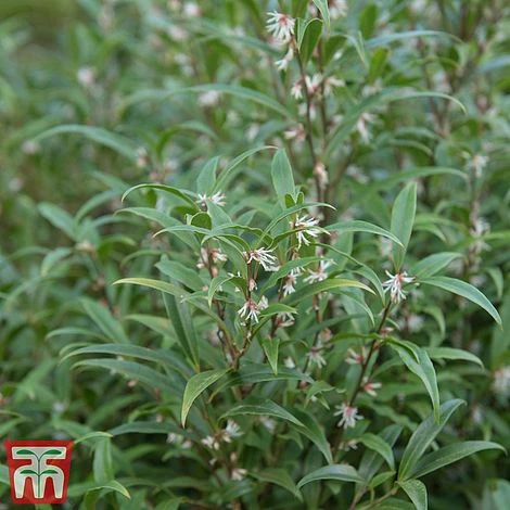 Sarcococca Hookeriana Var. Digyna 1 Sarcococca Hookeriana Var. Digyna