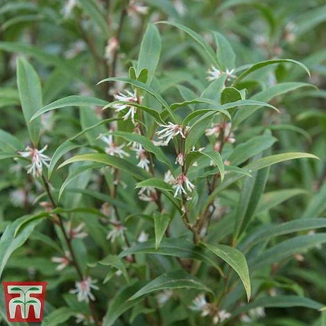 Sarcococca Hookeriana Var. Digyna 2 Sarcococca Hookeriana Var. Digyna - Image 2