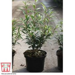 Sarcococca Hookeriana Var. Digyna 5 Sarcococca Hookeriana Var. Digyna -Greenworld Zone SARC T57985 C