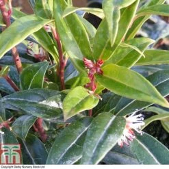 Sarcococca Hookeriana 'Winter Gem' 8 Sarcococca Hookeriana 'Winter Gem' -Greenworld Zone SARC T80332 A