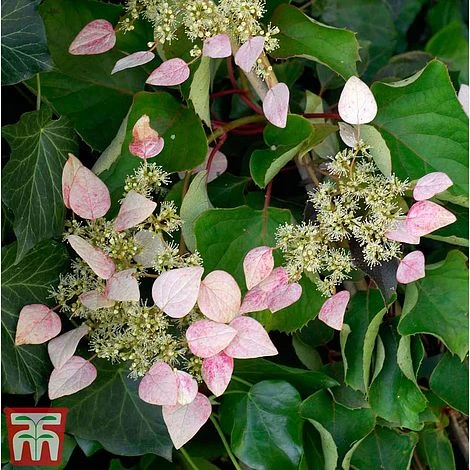 Schizophragma Hydrangeoides 'Rose Sensation' 1 Schizophragma Hydrangeoides 'Rose Sensation'