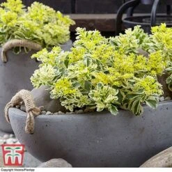 Sedum Takesimense 'Atlantis' -Greenworld Zone SEDU KB1354 A