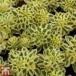 Sedum Takesimense 'Atlantis' -Greenworld Zone SEDU KB1354 C1