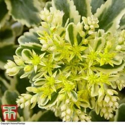 Sedum Takesimense 'Atlantis' -Greenworld Zone SEDU KB1354 D