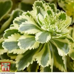 Sedum Takesimense 'Atlantis' -Greenworld Zone SEDU KB1354 E