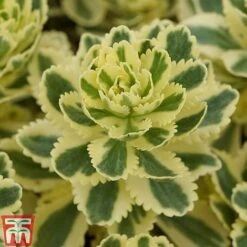 Sedum Takesimense 'Atlantis' -Greenworld Zone SEDU KB1354 F1