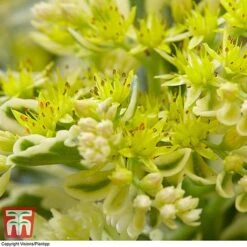 Sedum Takesimense 'Atlantis' -Greenworld Zone SEDU KB1354 G