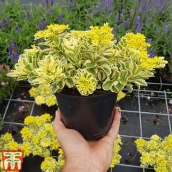 Sedum Takesimense 'Atlantis' -Greenworld Zone SEDU KB1354 H1