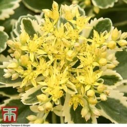 Sedum Takesimense 'Atlantis' -Greenworld Zone SEDU KB1354 J
