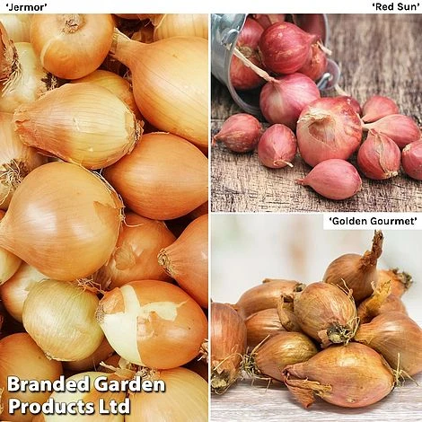 Shallot Triple Pack (Spring Planting) 1 Shallot Triple Pack (Spring Planting)