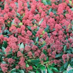 Skimmia Japonica 'Rubella' 11 Skimmia Japonica 'Rubella' -Greenworld Zone SKIM T57538 A h