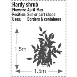 Skimmia Japonica 'Rubella' 15 Skimmia Japonica 'Rubella' -Greenworld Zone SKIM T57538 C h