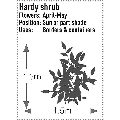 Skimmia Japonica 'Rubella' 8 Skimmia Japonica 'Rubella' - Image 8