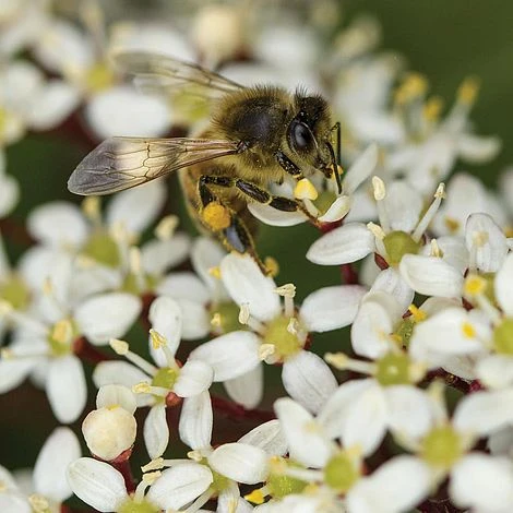 Skimmia Japonica 'Rubella' 1 Skimmia Japonica 'Rubella'