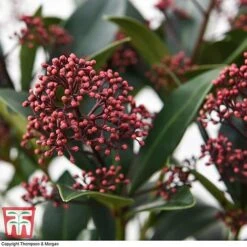 Skimmia Japonica 'Rubella' 10 Skimmia Japonica 'Rubella' -Greenworld Zone SKIM T57538 E