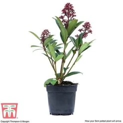 Skimmia Japonica 'Rubella' 13 Skimmia Japonica 'Rubella' -Greenworld Zone SKIM T57538 F
