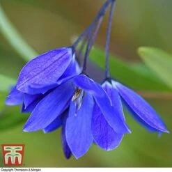 Sollya Heterophylla 'Ultra Blue' 8 Sollya Heterophylla 'Ultra Blue' -Greenworld Zone SOLL KB2764 A