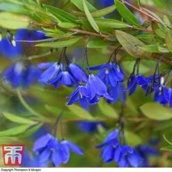 Sollya Heterophylla 'Ultra Blue' 9 Sollya Heterophylla 'Ultra Blue' -Greenworld Zone SOLL KB2764 C