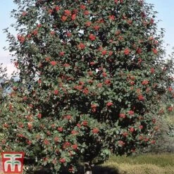 Sorbus Hybrida L. 'Gibbsii'