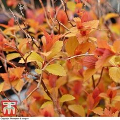 Spiraea Japonica 'Magic Carpet' -Greenworld Zone SPIR T58494 C