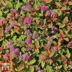 Spiraea Japonica 'Magic Carpet' -Greenworld Zone SPIR T58494 D