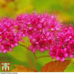 Spiraea Japonica 'Magic Carpet' -Greenworld Zone SPIR T58494 E