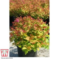 Spiraea Japonica 'Magic Carpet' -Greenworld Zone SPIR T58494 F